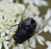 Calliphora vomitoria